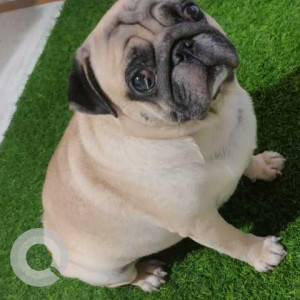 Missing: White Male Pug Dog from Kismatpur near himayath nagar lake police station