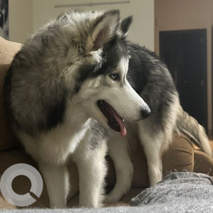 Missing: White Female Husky Dog from Shriram southern crest,  JP nagar,  6th phase