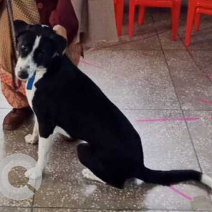 Missing: Black and White Female Indie Dog from Vaishali , Ghaziabad