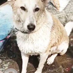 Missing: White Male Indie Dog from Maharani Bagh