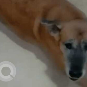 Missing: Brown Female Indie Dog from Block B-315 Chittaranjan park