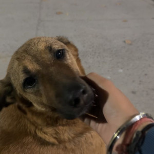 Missing: Brown Female Indie Dog from Najafgarh metro parking