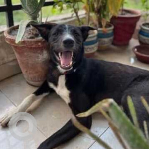 Missing: Black and White Male Indie Dog from Dwarka, New Delhi