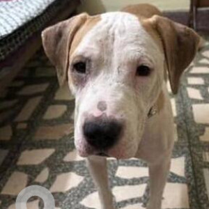 Missing: White-Brown Mix Female Pitbull mix Dog from Rajpurkhurd, Chhattarpur
