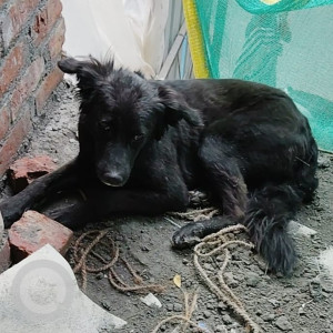 Found: Black Male Indie Dog from E. 237 , East of kailash