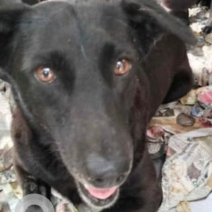 Missing: Black Female Indie Dog from Bindapur pocket