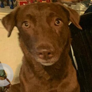 Missing: Brown Male Indie Dog from Kinawani Pulia, Indirapuram, Ghaziabad