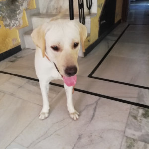 Found: White Male Labrador Dog from Chanakyapuri, Delhi