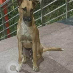 Missing: Brown Male Indie Dog from Mehrauli Dada bari area