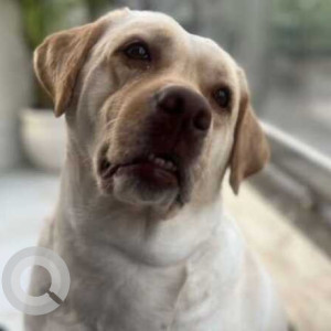 Missing: Golden Female Lab Dog from Dwaraka palam flyover