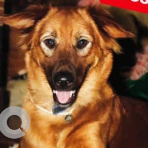 Missing: Black and Brown Female Indie mix Dog from Ghaziabad, Uttar Pradesh
