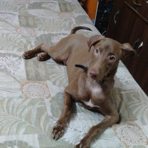 Missing: Brown Male Indie mix Dog from Trilokpuri, Kalyanpuri, Lal Bahadur hospital, Khichripur,  Kalyanvas PH II