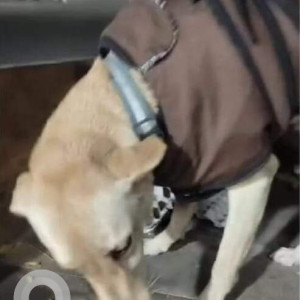 Missing: White Male Indie Dog from Pusa Road, Old Rajinder Nagar