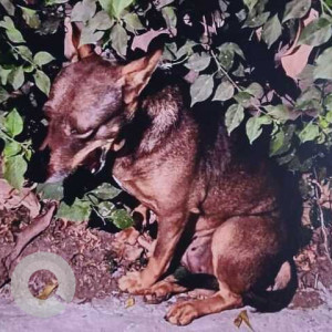 Missing: Brown Female Indie Dog from Sector 6, R.K Puram, Delhi