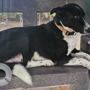 Missing: Black and White Male Indie Dog from E Block Haus Khaz Main Market