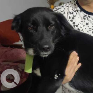 Missing: Black Male Indie Dog from Sheikh Sarai Flower shop