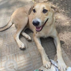Missing: White Female Indie Dog from W Block Park, Greater Kailash 2