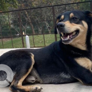 Missing: Black and Brown Male Indie Dog from W Block Park, Greater Kailash 2