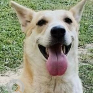 Missing: White-Brown Mix Female Indie Dog from W Block Park, Greater Kailash 2