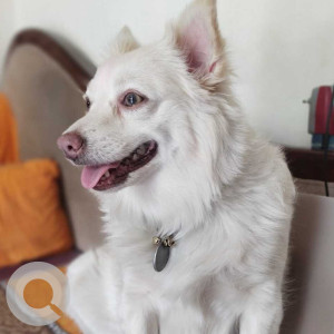 Missing: White Female Pomeranian Dog from Durga nagar x road ,kattedan