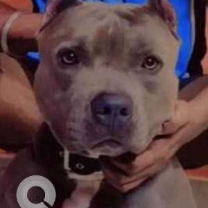 Missing: White and Grey Male American bully Dog from Surajkund, Faridabad
