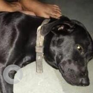 Found: Black Female Labrador-Indie mix Dog from Sri Venkateswara College, Dhaula Kuan