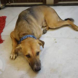 Missing: Brown Male Indie Dog from Rohtak road, New Delhi