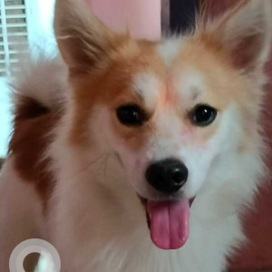 Missing: White-Brown Mix Male Pavilion Dog from Nala par Patna city