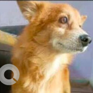 Missing: Brown Male Pomeranian Dog from Gurudwara Road, Mohan Garden