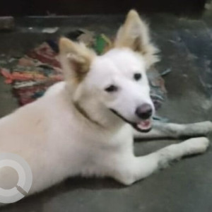 Missing: White Male Indie Dog from Jharodha Area near Burari crossing