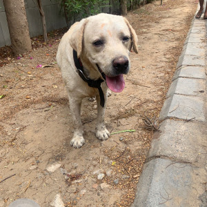 Found: White Male Labrador Dog from Green Avenue, Shanti Kunj, Vasant Kunj, New Delhi