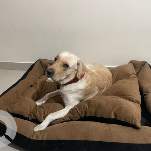 Missing: White Male Labrador Dog from HSR, aecs layout