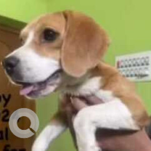 Found: White-Brown Mix Male Beagle Dog from Iyyappanthangal, Chennai
