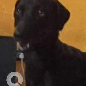 Missing: Black Female Indie Dog from Ramapuram, Chennai 89