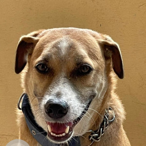 Missing: Brown Male Indie Dog from Vignesh Kennel Chengalpet