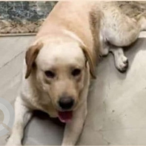 Missing: White Male Labrador Dog from Singh sabha gurdwara sarabha nagar