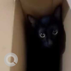 Missing: Black Male Indie Cat from Sheikh Sarai Phase 2, Pocket J opposite MCD primary school