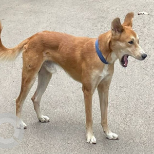 Found: Light Brown Male Indie Dog from GR Nagar, Ramapuram