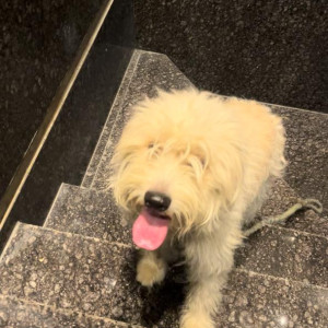 Found: White Female Maltese Dog from Bangalore University