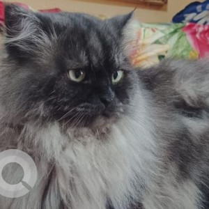 Missing: White and Grey Male Persian Cat from 10th A cross Kanakanagar, RT Nagar