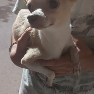 Found: White Female Chihuhaha Dog from C block gk 1