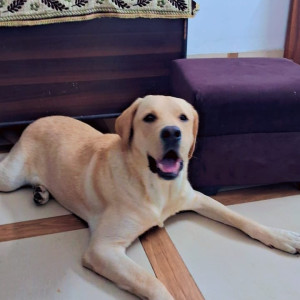 Found: White Male Labrador Dog from Parthala sabji mandi, Sector 122 noida