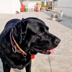 Missing: Black Male Labrador Dog from Mahavir Vatika Daryaganj