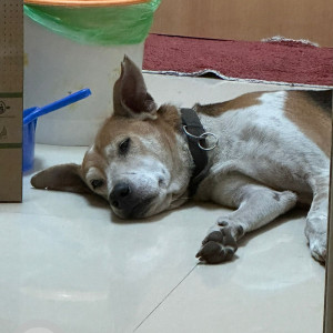 Missing: Black and White Male Indie Dog from Mount Mary CHS, Tilak Nagar, Vidyavihar, Mumbai