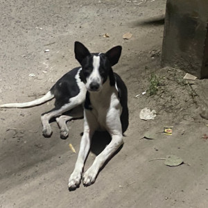 Missing: Black and White Male Indie Dog from 16 Block Moti Nagar