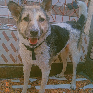Missing: Black and White Male Indie Dog from Netaji shubhas university, Dwarka, Sector 3