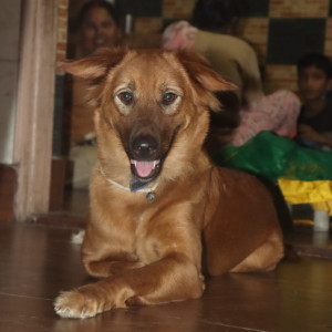 Missing: Brown Female Indie Dog from Abhay khand 1 Indirapuram,  Ghaziabad, Uttar Pradesh