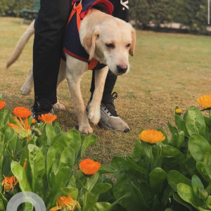 Missing: White Male Labrador Dog from Budhvihar phase-1 s-1