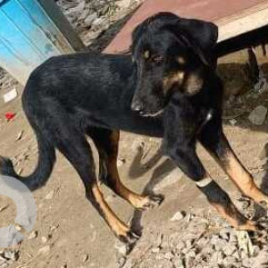 Missing: Black Female Indie Dog from Gail appartments, Sector 62,  Noida