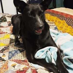Missing: Black Female Indie Dog from Enrich Green Park, Yelahanka